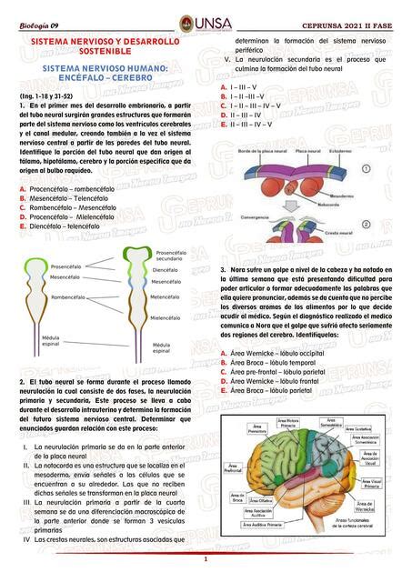 Sistema Nervioso Y Desarrollo Sostenible Jeancarlo M UDocz