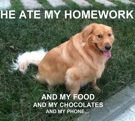 Funniest Fat Dog Memes