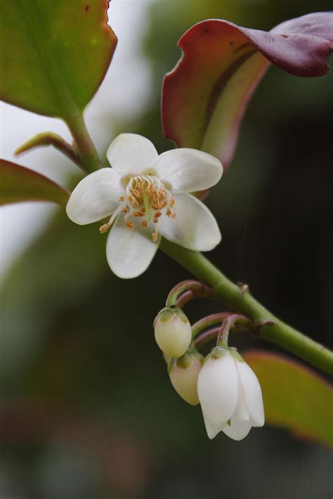 Cleyera Japonica Var Japonica Pan Global Plants