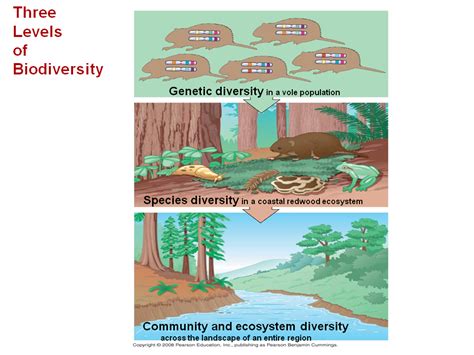 Conservation Biology And Restoration Ecology Presentation Biology