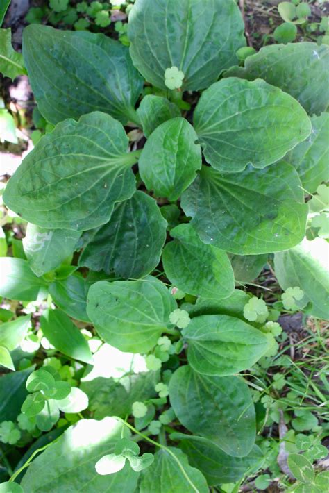 broadleaf plantain