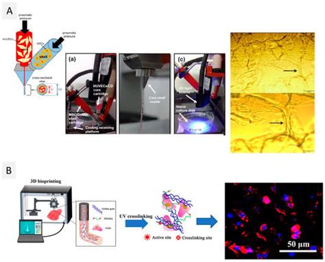 Ijms Free Full Text A Guide To Polysaccharide Based Hydrogel