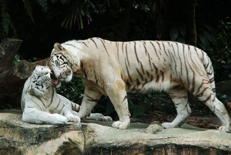 10 Incredible White Tiger Facts - A-Z Animals