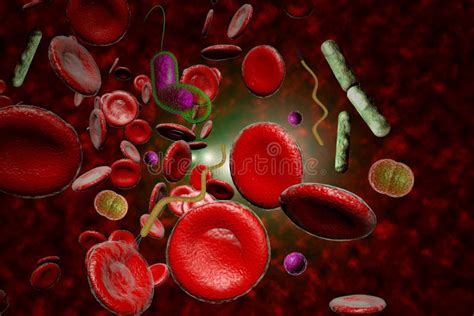 Bacteria Infection Bloodstream Stock Illustration - Illustration of ...