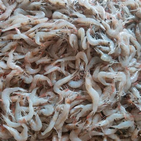 Jual Udang Rebon Udang Kecil Kecil Fresh Dan Segar Belanja Ikan Di Semarang Fresh Dan