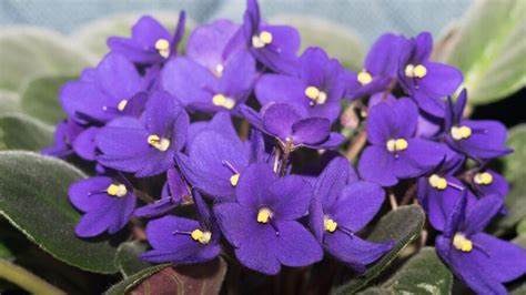 Violeta Africana Cuidados Y Secretos Para Que La Planta Florezca Todo