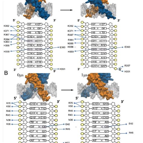 Association Of Myc Max With Specific And Non Specific Dna Sequences