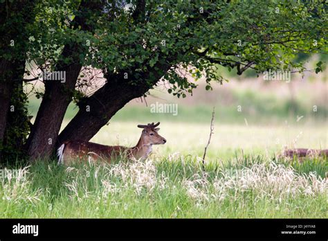 A Fallow Deer Dama Dama Standing Under A Tree In A Nature Protection