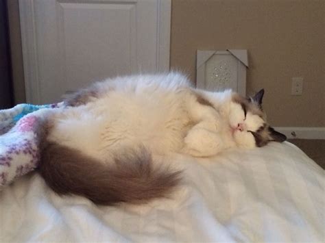 a white and brown cat laying on top of a bed