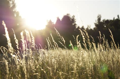 Lapangan Rumput Lanskap Foto Gratis Di Pixabay Pixabay