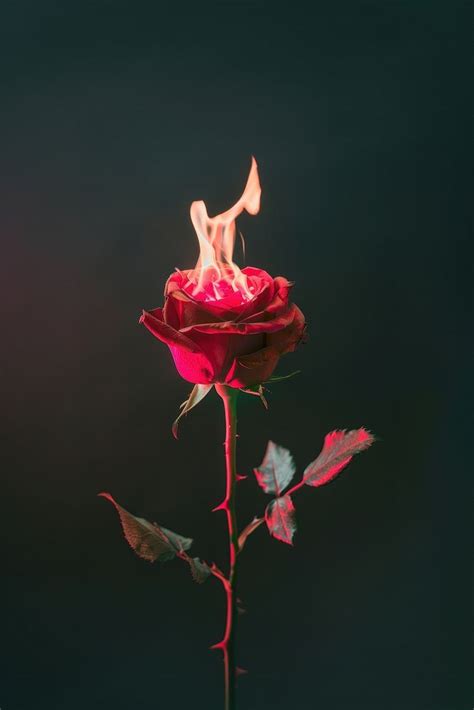 Red rose fire flower petal | Premium Photo - rawpixel