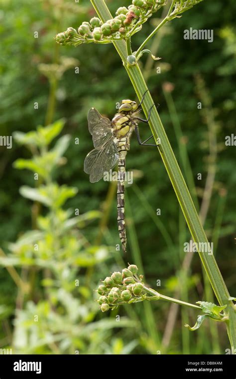 Emperor dragonfly larvae High Resolution Stock Photography and Images ...