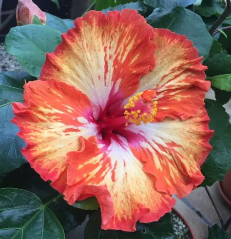 Hibiskus Hibiscus Rosa Sinensis Lady Cilento Xxl Eur 7950