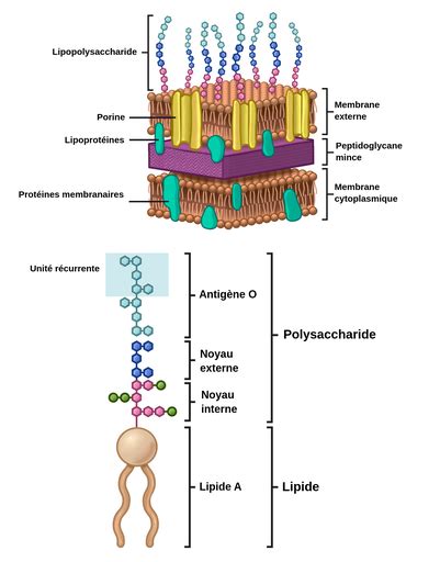 La Paroi Cellulaire à Gram Négatif Labster