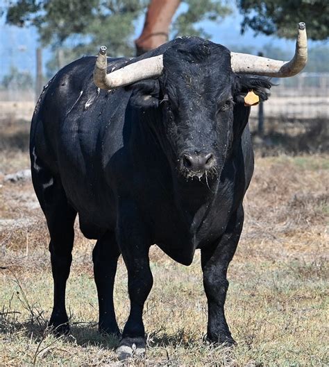 Estos Son Los Toros De Palha Para El Aniversario De Vila Franca De