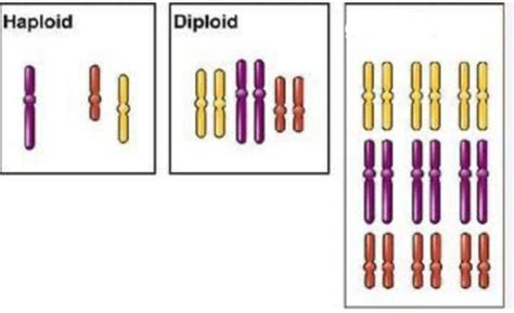 Cytogenetics Karyotypes Flashcards Quizlet