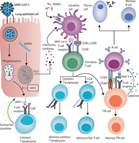 Does Infection With Or Vaccination Against Sars Cov 2 Lead To Lasting