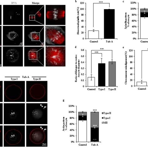 DMSO Treatment Disrupts Spindle Migration Positioning And Actin Cap