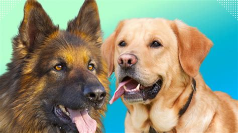 Labrador Retriever German Shepherd Mix: When two popular breeds meet