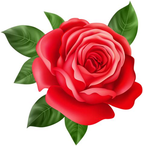 Red Rose Transparent Png Clip Art ศิลปะดอกไม้ กุหลาบแดง วิธีการวาด