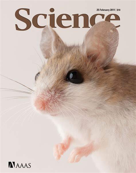 Transient Regenerative Potential Of The Neonatal Mouse Heart Science