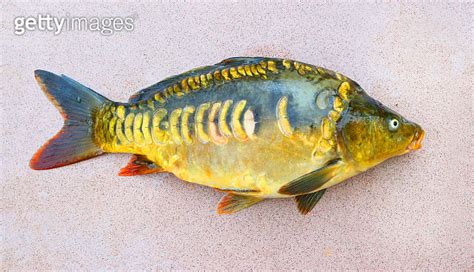 Fishing Catch The Common Carp Cyprinus Carpio In Poland And Czech