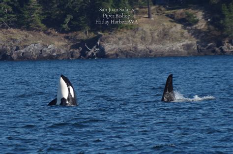 Transient Orcas Hunting Off San Juan Island Seattle Orca Whale Watching