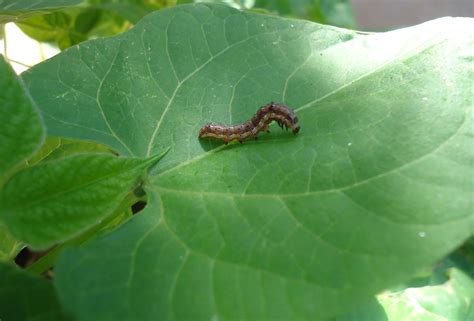 Lagartas Biocontrole Danos E Ciclo De Vida