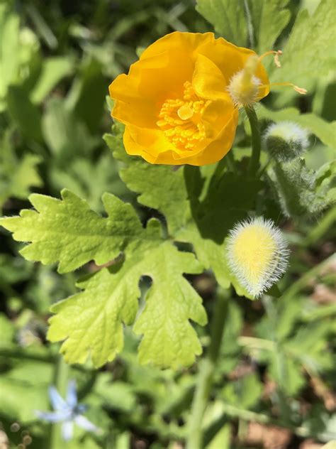 Wisconsin Wildflower | Celandine Poppy | Stylophorum diphyllum