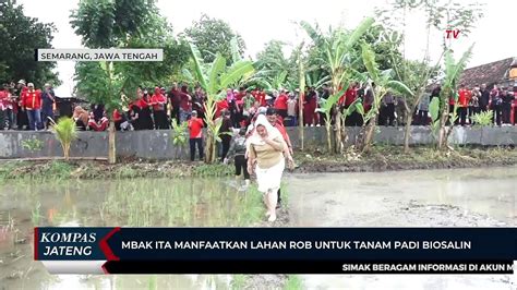 Mbak Ita Manfaatkan Lahan Rob Untuk Tanam Padi Biosalin Video Dailymotion