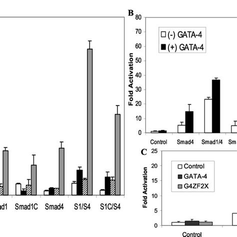 Smad Transcription Factors Recruit Gata To Smad Reporter Gene In