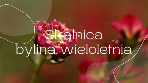 Skalnica Bylina Wieloletnia Youtube