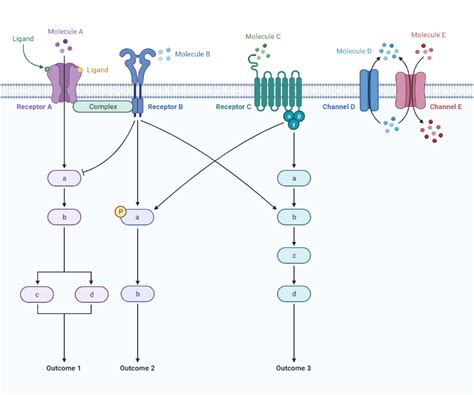 Intracellular Signaling Crosstalk Multi Pathway Layout Biorender