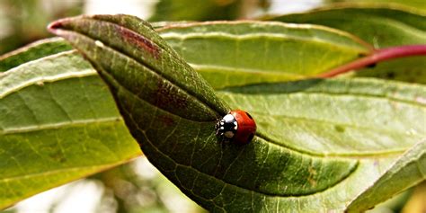 1440x900 wallpaper | red and black ladybug | Peakpx