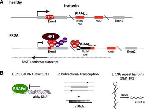 Triplet Repeat Induced Heterochromatin Formation In Friedreich S Ataxia Download Scientific