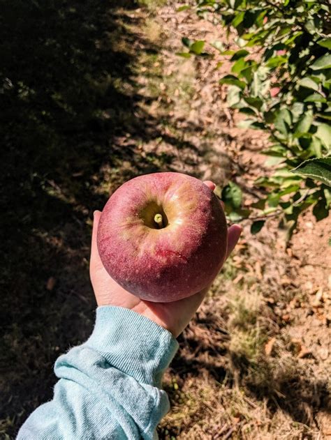 How To Talk Yourself Into Buying A Cider Press How To Press Apples