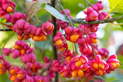 Euonymus Alatus The Burning Bush That Will Light Up Your Fall Niceseebeethoven