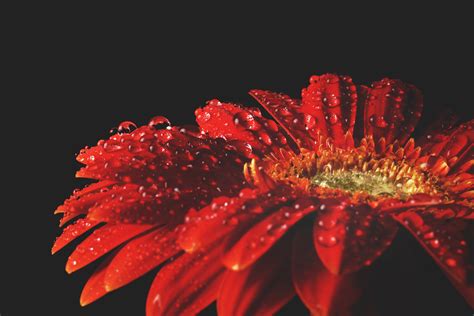 Free Images Flower Barberton Daisy Red Gerbera Water Orange