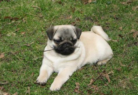 Chinese Pug Puppies