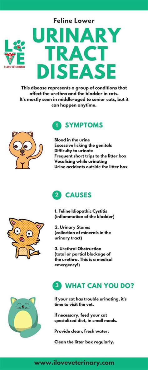 Feline Lower Urinary Tract Disease - I Love Veterinary