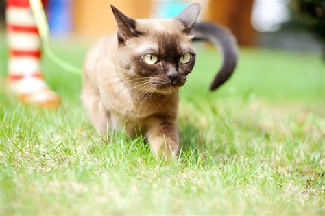 Burmese Cat Breeders Texas | Kittens & Cats for Sale