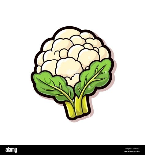 Coliflor Coliflor Ilustraci N Dibujada A Mano Vector Doodle Estilo