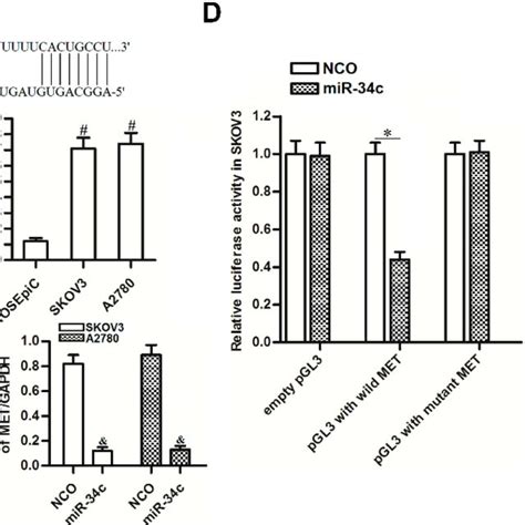 Role Of The MiR 34c MET Axis In Regulating Cisplatin Sensitivity In