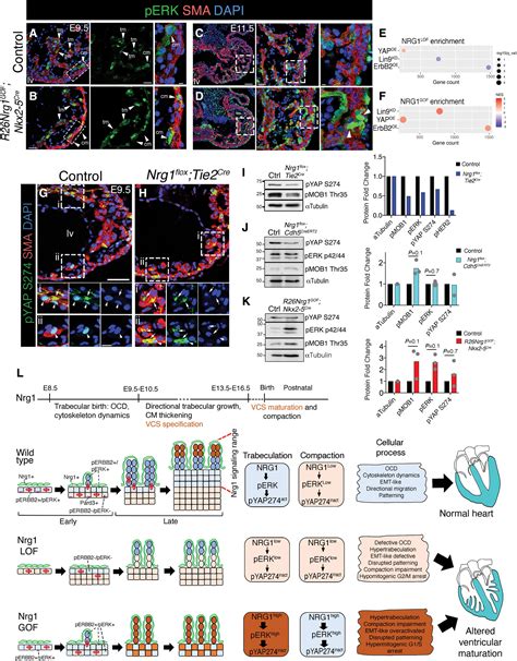 Nrg1 Regulates Cardiomyocyte Migration And Cell Cycle In Ventricular