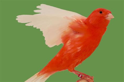 Red Factor Canary Health, Personality, Colors and Sounds - PetGuide ...