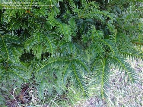 PlantFiles Pictures Japanese Plum Yew Harrington Plum Yew Cow Tail