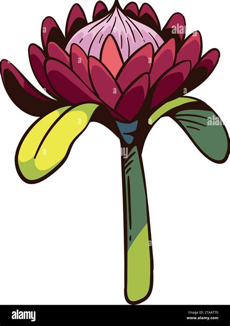 South Africa King Protea Floral Stock Vector Image And Art Alamy