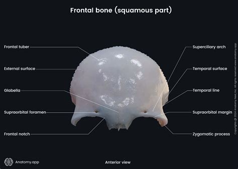 Frontal bone | Encyclopedia | Anatomy.app | Learn anatomy | 3D models, articles, and quizzes