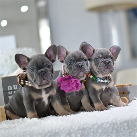 French Bulldog For Sale Houston Poetic Puppies