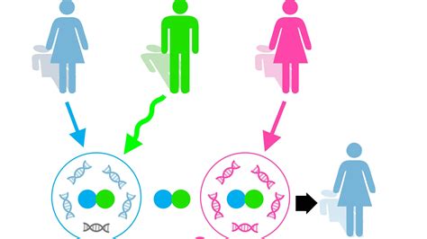 Three Parent IVF – Indigo Womens Center Blogs